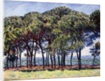 Pines, Cap d'Antibes, 1888 by Claude Monet