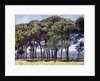 Pines, Cap d'Antibes, 1888 by Claude Monet