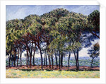 Pines, Cap d'Antibes, 1888 by Claude Monet