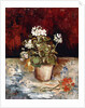 Still-life Pot of Geraniums, 1886 by Vincent van Gogh