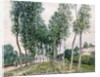 Alley of Poplars along the Loing, 1892 by Alfred Sisley