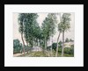 Alley of Poplars along the Loing, 1892 by Alfred Sisley