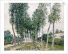 Alley of Poplars along the Loing, 1892 by Alfred Sisley