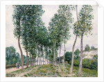 Alley of Poplars along the Loing, 1892 by Alfred Sisley