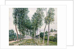 Alley of Poplars along the Loing, 1892 by Alfred Sisley