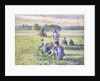 The Harvest of Peas, 1887 by Camille Pissarro