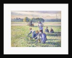 The Harvest of Peas, 1887 by Camille Pissarro