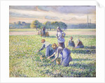 The Harvest of Peas, 1887 by Camille Pissarro