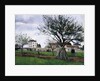 Apple Trees in Pontoise, 1868 by Camille Pissarro