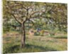Apple Tree in Eragny, 1884 by Camille Pissarro