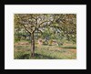 Apple Tree in Eragny, 1884 by Camille Pissarro