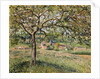 Apple Tree in Eragny, 1884 by Camille Pissarro