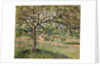 Apple Tree in Eragny, 1884 by Camille Pissarro