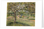 Apple Tree in Eragny, 1884 by Camille Pissarro