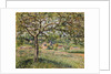 Apple Tree in Eragny, 1884 by Camille Pissarro