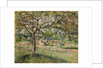 Apple Tree in Eragny, 1884 by Camille Pissarro
