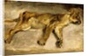 A Sleeping Lioness, c.1830 by Ferdinand Victor Eugene Delacroix