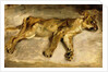 A Sleeping Lioness, c.1830 by Ferdinand Victor Eugene Delacroix