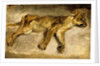 A Sleeping Lioness, c.1830 by Ferdinand Victor Eugene Delacroix