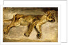 A Sleeping Lioness, c.1830 by Ferdinand Victor Eugene Delacroix