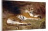 A Reclining Tiger, 1904 by Gustave Surand