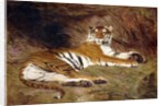 A Reclining Tiger, 1904 by Gustave Surand
