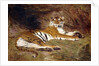 A Reclining Tiger, 1904 by Gustave Surand