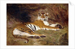 A Reclining Tiger, 1904 by Gustave Surand