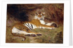 A Reclining Tiger, 1904 by Gustave Surand