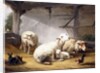 Sheep, Rabbits and a Chicken in a Barn, 1859 by Eugene Joseph Verboeckhoven