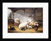Sheep, Rabbits and a Chicken in a Barn, 1859 by Eugene Joseph Verboeckhoven