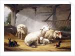 Sheep, Rabbits and a Chicken in a Barn, 1859 by Eugene Joseph Verboeckhoven