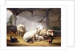 Sheep, Rabbits and a Chicken in a Barn, 1859 by Eugene Joseph Verboeckhoven