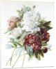 A Bouquet of Red, Pink and White Peonies by Pierre Joseph Redouté