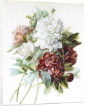 A Bouquet of Red, Pink and White Peonies by Pierre Joseph Redouté