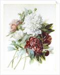 A Bouquet of Red, Pink and White Peonies by Pierre Joseph Redouté