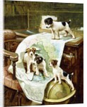 Well Travelled Jack Russell Puppies by John Hayes