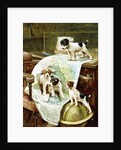 Well Travelled Jack Russell Puppies by John Hayes