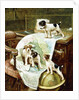 Well Travelled Jack Russell Puppies by John Hayes