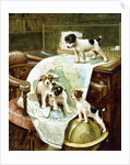 Well Travelled Jack Russell Puppies by John Hayes