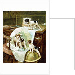 Well Travelled Jack Russell Puppies by John Hayes