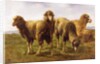Sheep Grazing in a Meadow by Rosa Bonheur