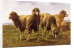 Sheep Grazing in a Meadow by Rosa Bonheur