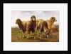 Sheep Grazing in a Meadow by Rosa Bonheur