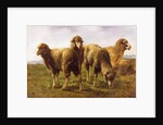 Sheep Grazing in a Meadow by Rosa Bonheur