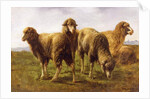 Sheep Grazing in a Meadow by Rosa Bonheur