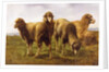 Sheep Grazing in a Meadow by Rosa Bonheur