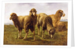 Sheep Grazing in a Meadow by Rosa Bonheur