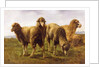 Sheep Grazing in a Meadow by Rosa Bonheur