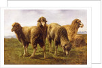 Sheep Grazing in a Meadow by Rosa Bonheur
